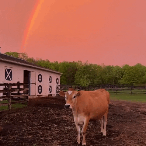 Double Rainbow Farm GIF by Storyful