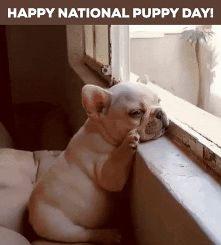 March 23 Puppy Gif By GIF