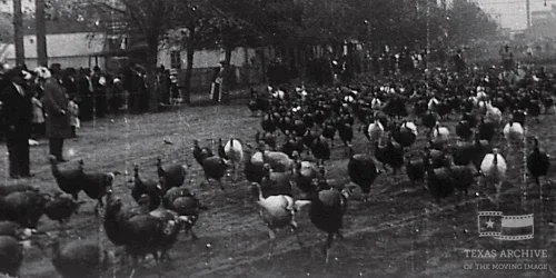 home movie turkey GIF by Texas Archive of the Moving Image