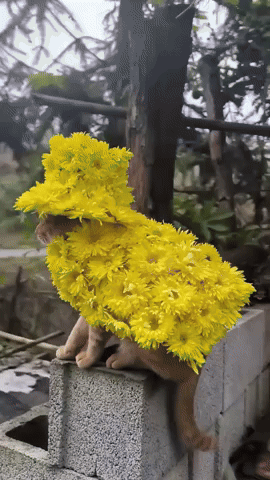 Flowercat GIF