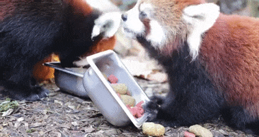 Woodlandparkzoo hungry eating red panda woodland park zoo GIF
