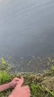 Fish Catching GIF by JustViral.Net