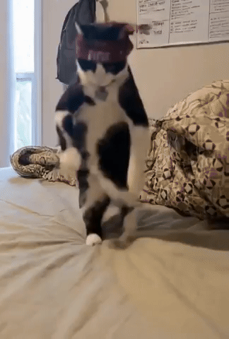 Dancing Cat GIF