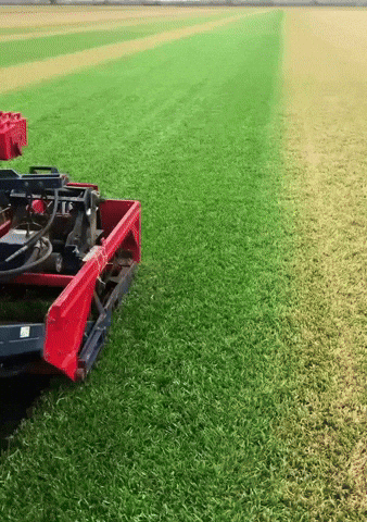 Sod GIF by ENDURANT TURF PAINT