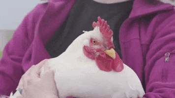 200.gif?cid=fc005b087334f5922051b0b28332d551af97b290d7f47923&rid=200.gif&ct=g