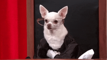 funny dogs justice john oliver supreme court GIF
