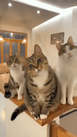 Cats What GIF