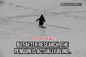 Penguin Meme GIF