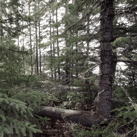 Toilet Paper Forest GIF by NRDC