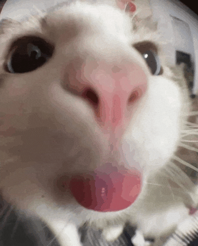 Catmarkz GIF
