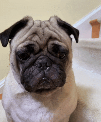 Pug GIF