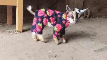 Baby Goats GIF