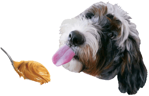 licking peanut butter