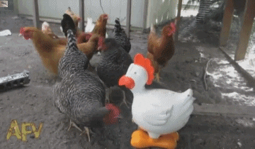 przestraszony kurczak GIF autorstwa Cheezburger