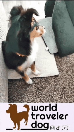 Dogs Thumbs Up GIF