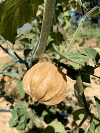 physalis-equalfood-makeallfoodcount-KetA0shBTAwnj4EGd3