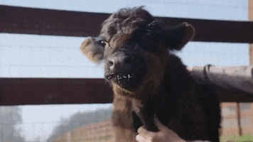 Baby Animal GIF by Mercy For Animals