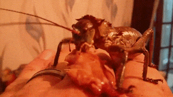 Cricket GIFs - Find & Share on GIPHY