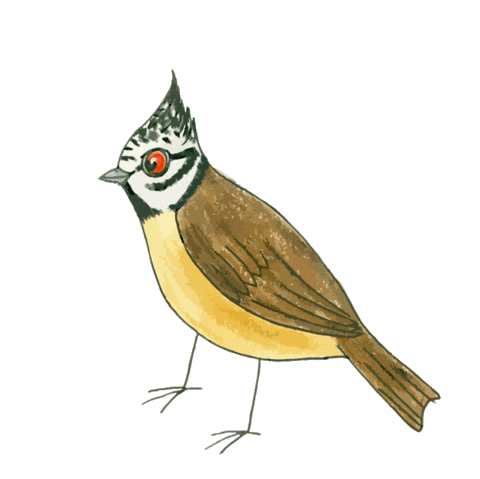 CSOBirdlife Sticker