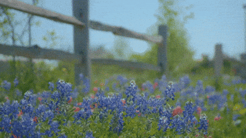 Blue Bonnets Fence GIF by Texas A&M University