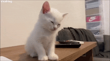 200.gif?cid=fc005b0870c5155f0cf63a771a1bebab5f04e905056cf18f&rid=200.gif&ct=g
