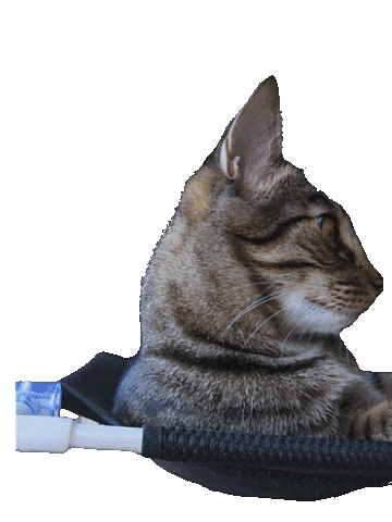 Cats What Sticker