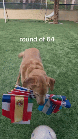 Lola GIF