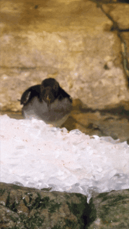 Flapping Open Sea GIF by Monterey Bay Aquarium