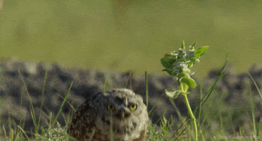 burrowing owl bird GIF by Head Like an Orange