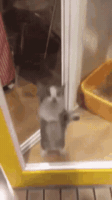 Happy Cat GIF