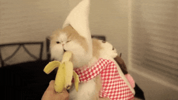 Banana Split GIFs - Find & Share on GIPHY