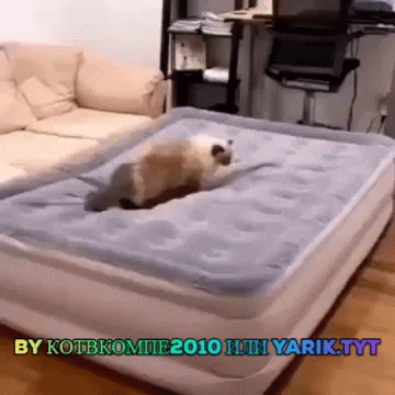 Cat GIF