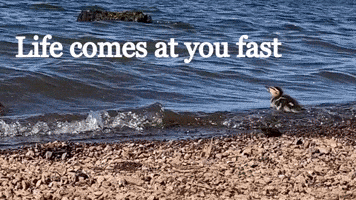 Toughen Up Ferris Bueller GIF by U.S. Fish and Wildlife Service