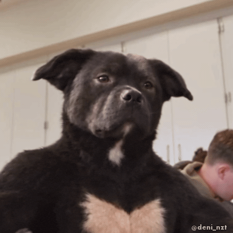 Bored Black Dog GIF
