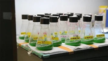 algae biofuel GIF