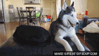 200w.gif