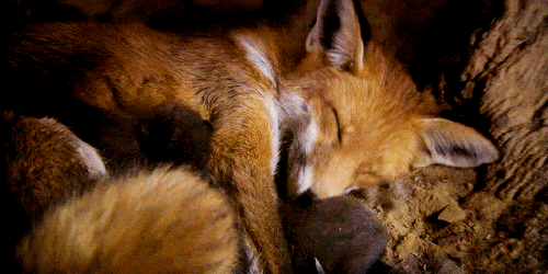 renard-dormant