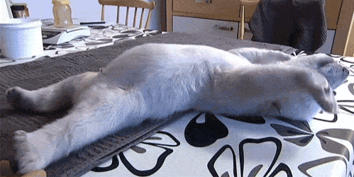 Tired Polar Bear GIF
