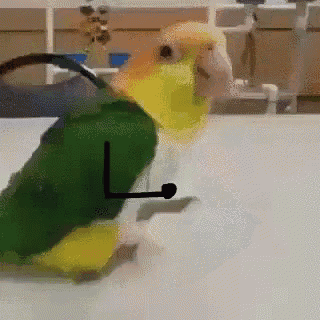 A Happy Parrot
