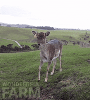 Deer Walking GIF by Wondeerful farm