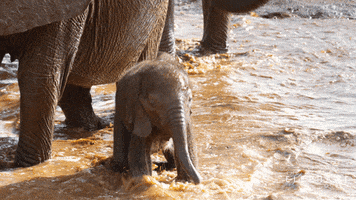 Happy Baby Animal GIF by Apple TV+