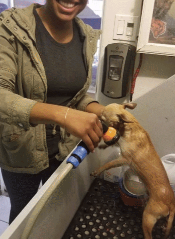 Masinternational Arizonapetadoptions GIF