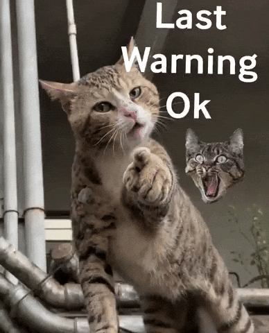 Anger Cat Angry GIF