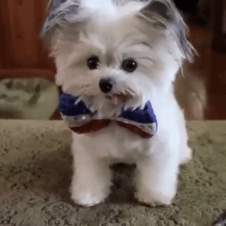 giphy.gif