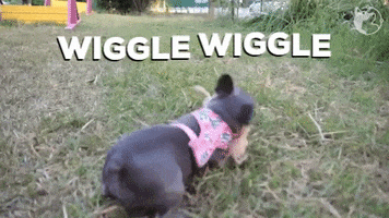 French Bulldog Wiggle GIF by WoofWaggers