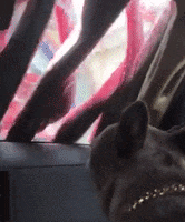 Dog Car GIF by Tommy's Express