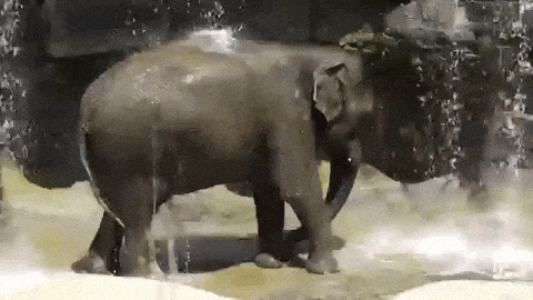 Asian Elephant GIFs - Get the best GIF on GIPHY