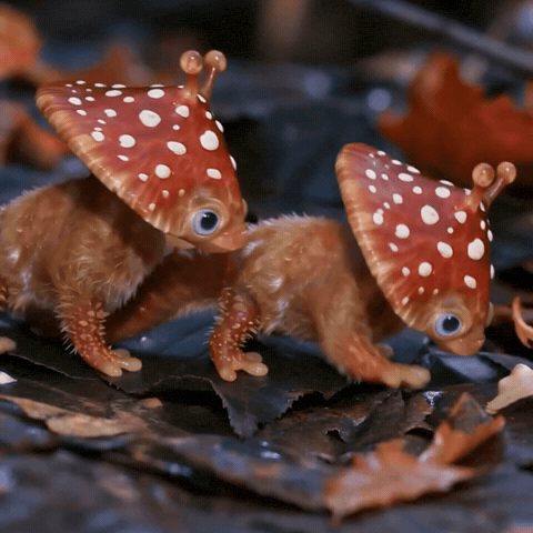 Fly Agaric Fight GIF