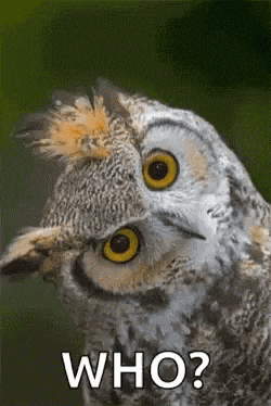 giphy.gif?cid=790b7611b7a655262f75da6548
