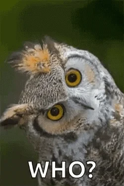 Who Is This Owl GIF